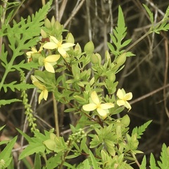 Hypericum hypericoides