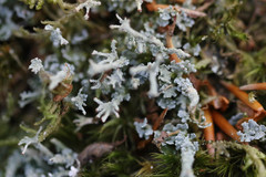 Cladonia polydactyla
