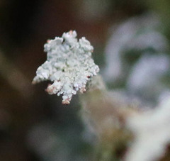 Cladonia polydactyla