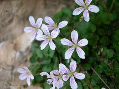 Erodium reichardii