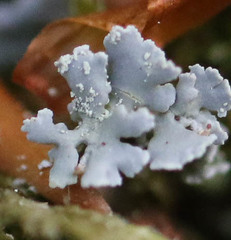 Cladonia polydactyla