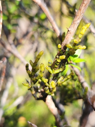 Korthalsella salicornioides, photograph 6