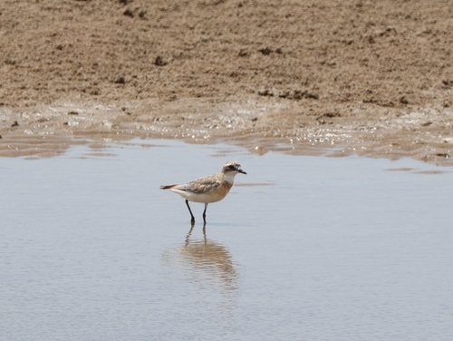Tibetan Sand-Plover