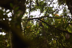 Mecocerculus leucophrys