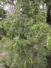 Juniperus communis