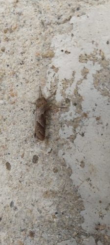 Triodia amasinus