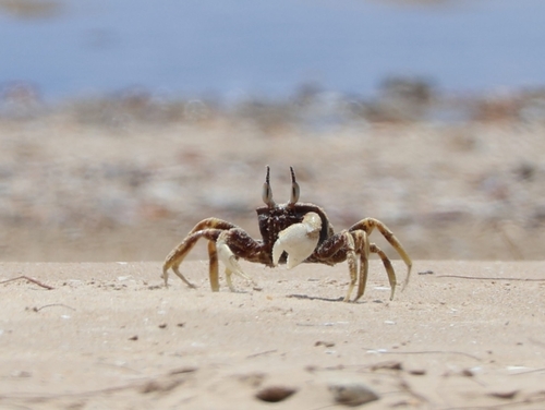 Horned Ghost Crab