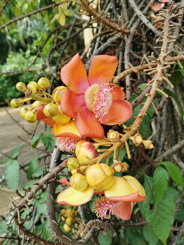 Cannonball Tree
