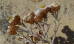 Helichrysum cochleariforme