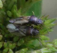 Cymus melanocephalus