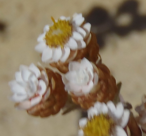 Image of Helichrysum cochleariforme by (c) Nicola van Berkel, some rights reserved (CC BY-SA)