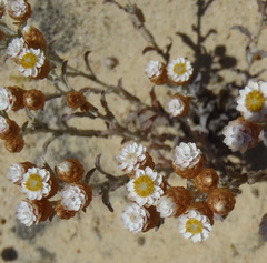 Helichrysum cochleariforme