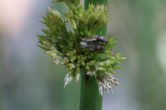 Cymus melanocephalus