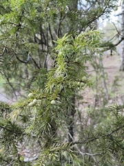 Juniperus communis