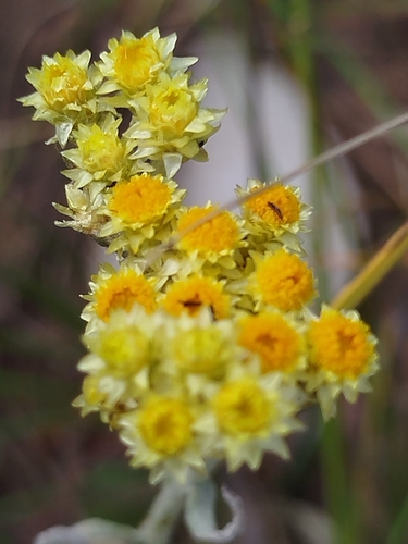 Dwarf Everlasting