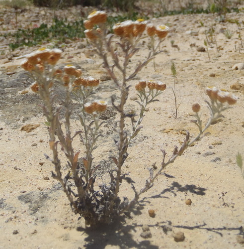 Image of Helichrysum cochleariforme by (c) Nicola van Berkel, some rights reserved (CC BY-SA)