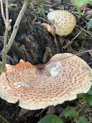 Dryad's Saddle