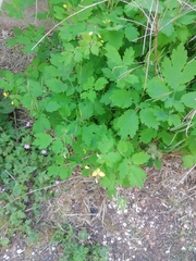 Chelidonium majus