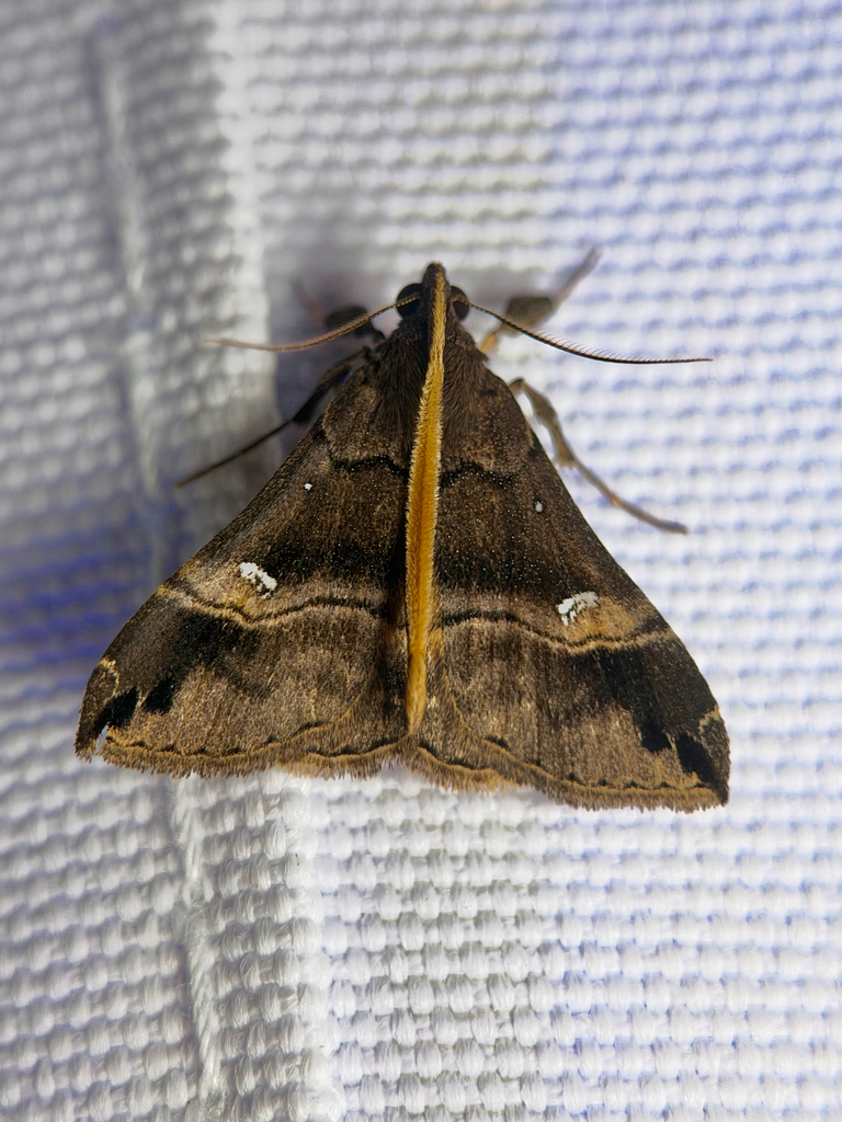 Scopifera falsirenalis