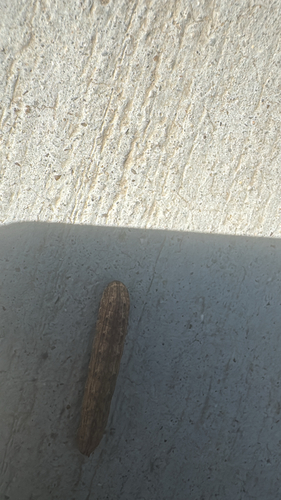 Featured image for “Fall Armyworm Moth”