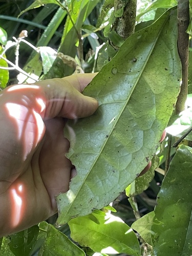 Doryphora aromatica observed 2026-09-20