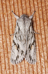 Egira crucialis