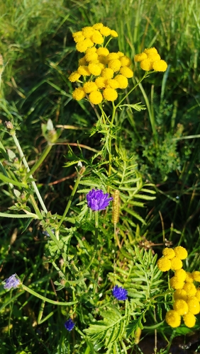 tansy