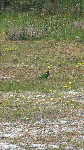Australian Ringneck