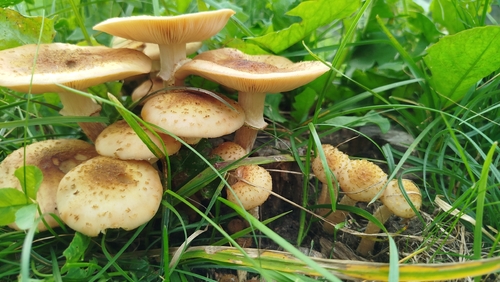 northern honey fungus