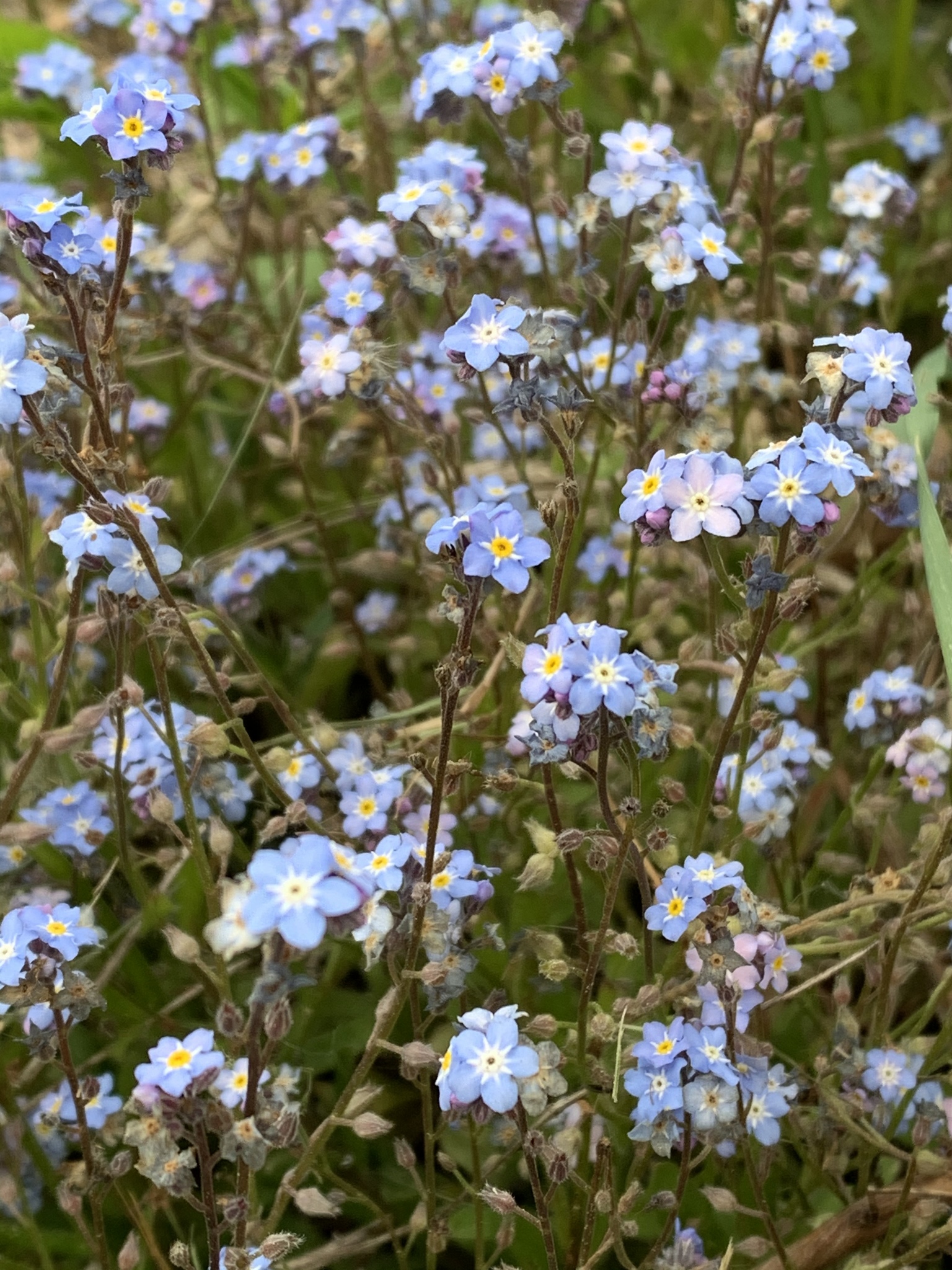 Myosotis Arvensis Naturalista