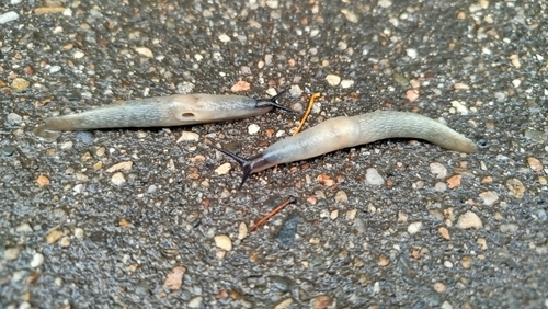 Black-headed Slug