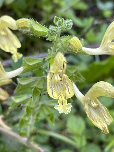 Sticky Sage