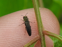 Agrilaxia flavimana