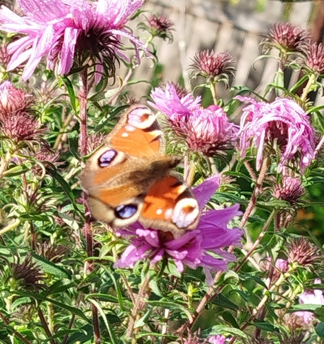 European Peacock Butterfly