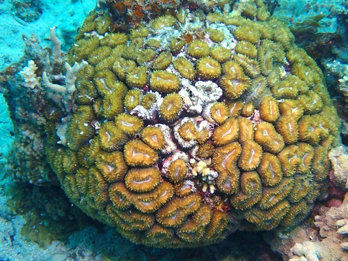 Lobophyllia corymbosa observed 2026-09-20