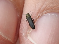 Agrilaxia flavimana
