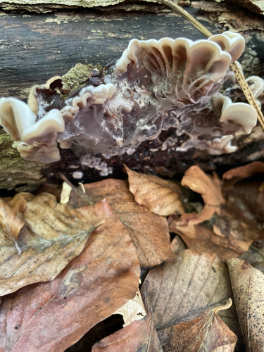 Tripe Fungus