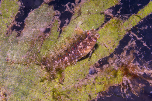 Petroscirtes mitratus observed 2026-09-12