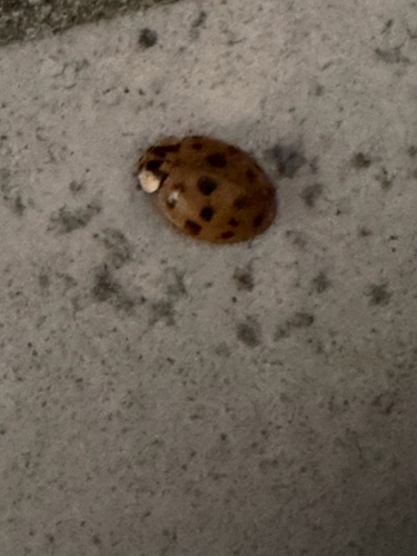 Asian Lady Beetle