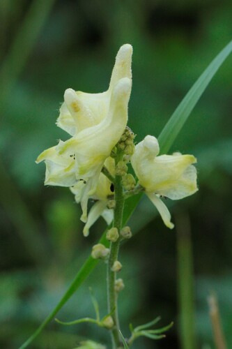 Aconitum barbatum