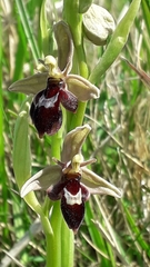Ophrys × pietzschii