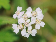 Achillea asiatica