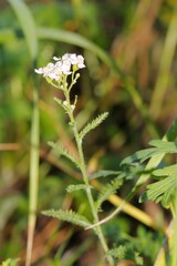 Achillea asiatica, photograph (c) Иван Пристрем, some rights reserved (CC BY)