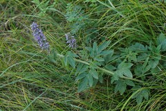 Nepeta multifida, photograph (c) Иван Пристрем, some rights reserved (CC BY)