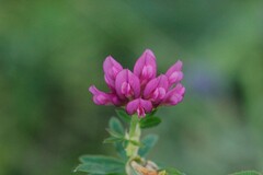 Trifolium lupinaster