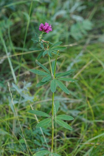 Trifolium lupinaster, photograph 1