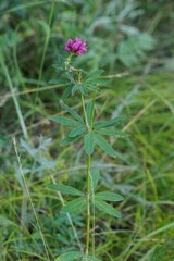 Trifolium lupinaster, photograph (c) Иван Пристрем, some rights reserved (CC BY)