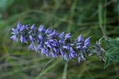 Nepeta multifida
