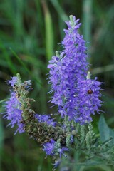 Veronica incana
