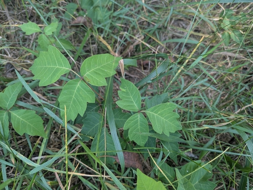 eastern poison ivy